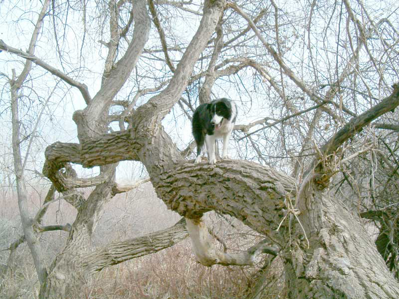 beninoldtree