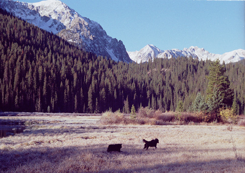 boogiemountaindog00